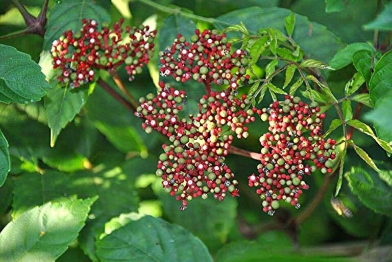 กระตังบาย