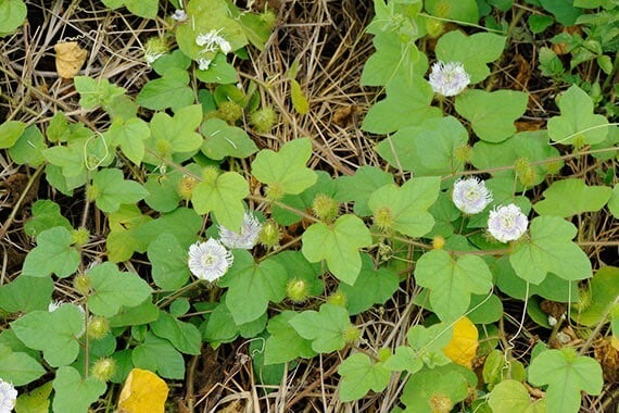 กระทกรก