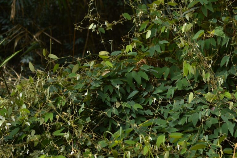 กำลังช้างเผือก