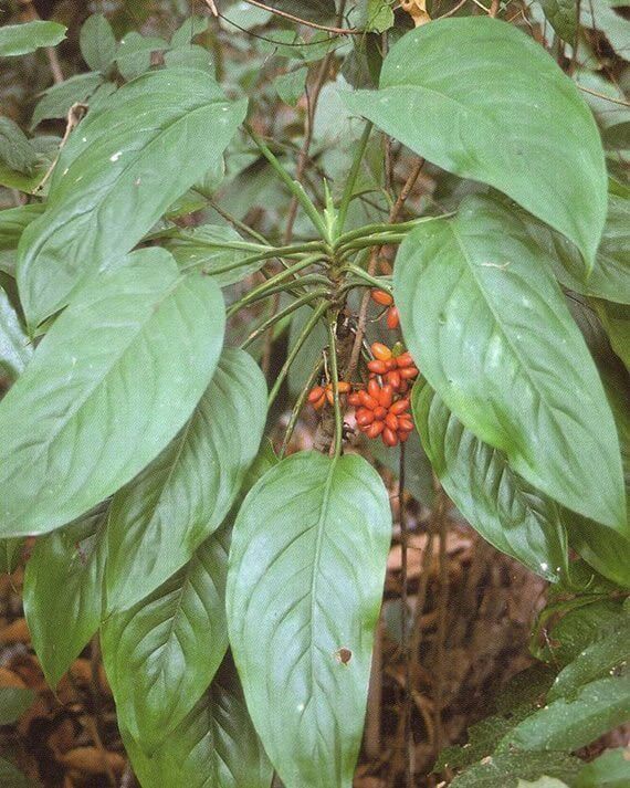 ขันหมาก