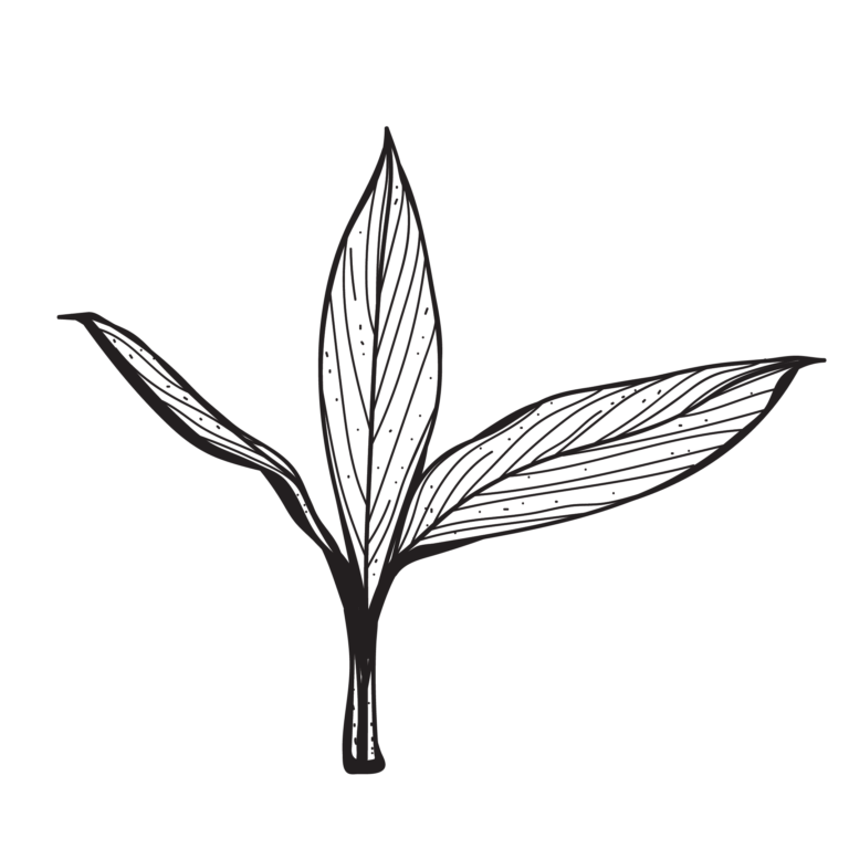 พญาว่าน