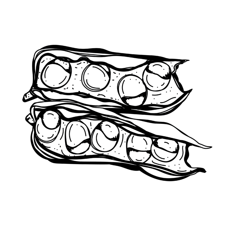 มะกล่ำตาหนู