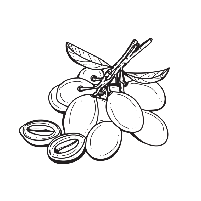 มะปริงขาว