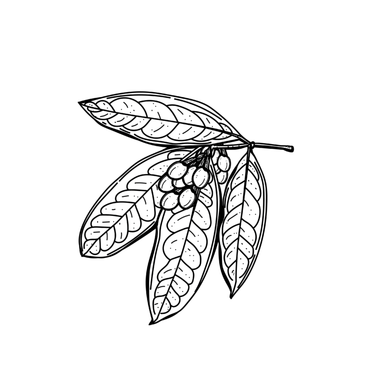 มะเมื่อยขาว