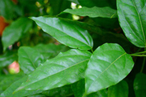 ย่านนาง