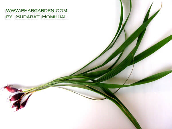 ว่านหอมแดง