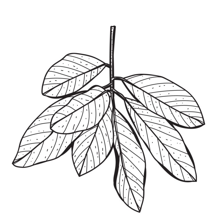 หมี่เหม็น