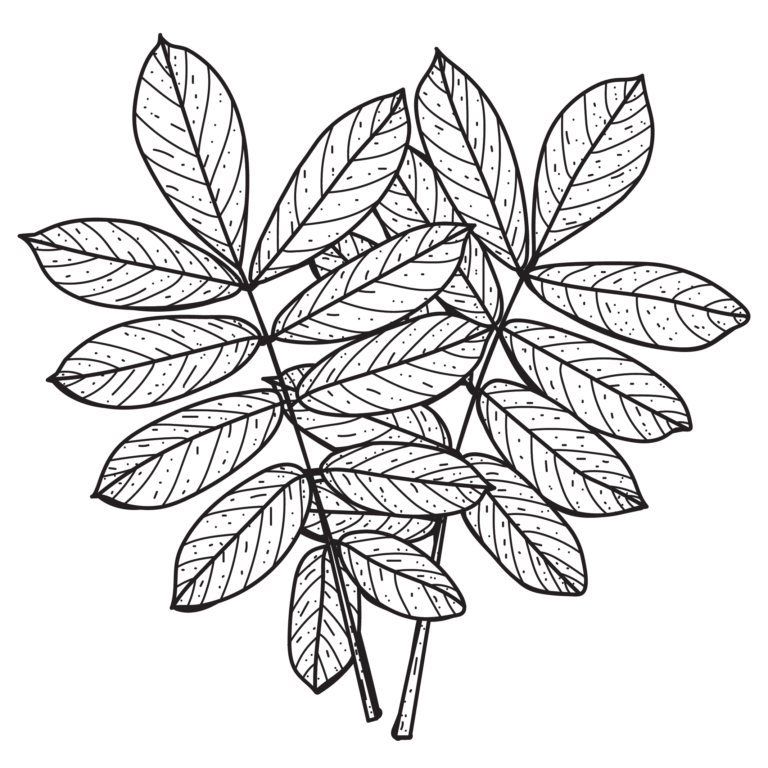 อวดเลือด