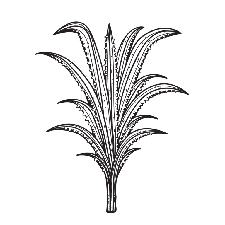 เตยหนาม