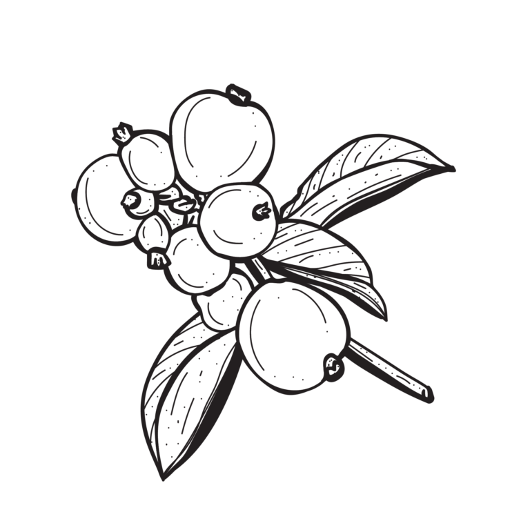 เสม็ดชุน